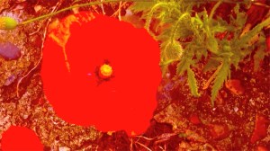 Gavin Maughfling: Loitering, video still